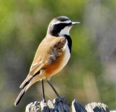Oenanthe pileata pileata
