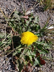 Taraxacum ceratophorum