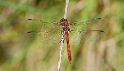 Island Darter