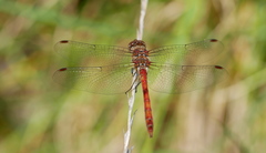 Sympetrum nigrifemur