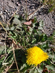 Taraxacum ceratophorum