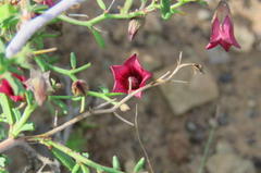 Hermannia spinosa