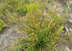 Penaea cneorum cneorum