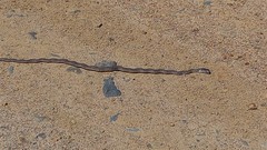 Psammophis leightoni