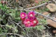 Delosperma multiflorum