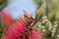 Capys alphaeus alphaeus