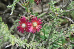 Delosperma multiflorum
