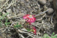 Delosperma multiflorum