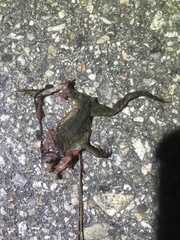 Bufo stejnegeri