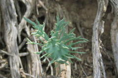 Eriospermum alcicorne