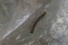 Orthomorpha lauta