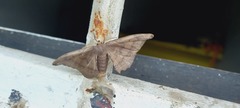 Phiditia
