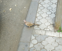 Streptopelia senegalensis