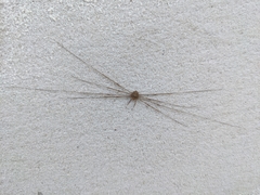 Dicranopalpus ramosus