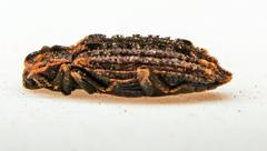 Dastarcus interruptus