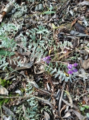 Oxytropis kamtschatica