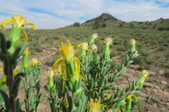 Senecio acutifolius