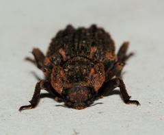 Dastarcus interruptus