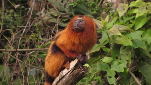 Golden Lion Tamarin
