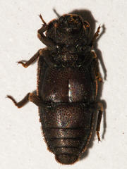 Dastarcus interruptus