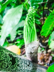 Amorphophallus paeoniifolius