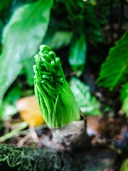 Amorphophallus paeoniifolius
