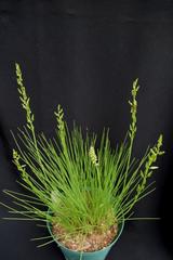 Triglochin milnei
