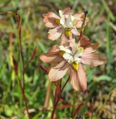 Moraea