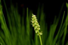 Triglochin milnei