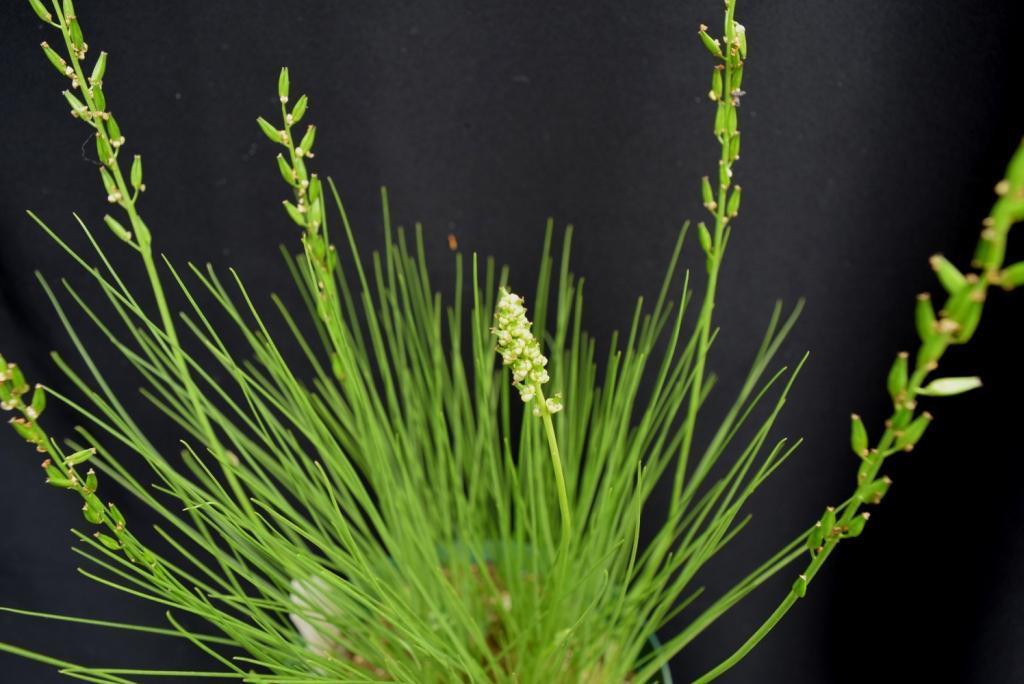 Triglochin milnei