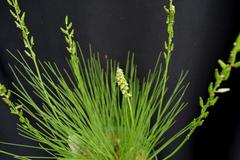 Triglochin milnei