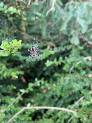 Araneus diadematus