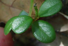 Peperomia retusa