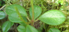 Peperomia retusa