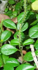 Peperomia retusa