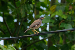 Acridotheres tristis