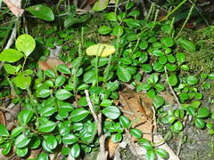 Peperomia retusa