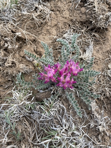 Astragalus mollissimus var. matthewsii