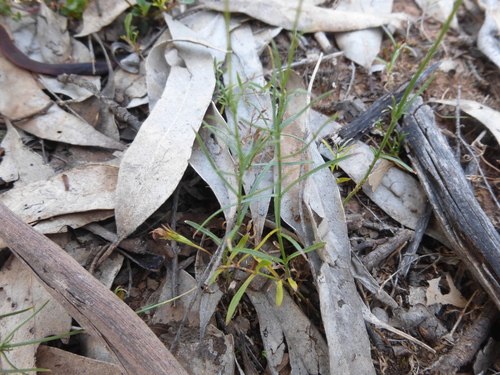 Wahlenbergia littoralis, photograph 6