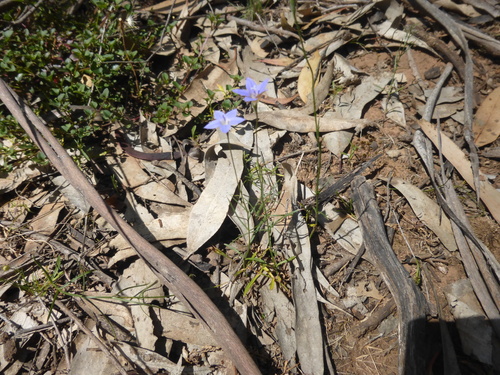 Wahlenbergia littoralis, photograph 5