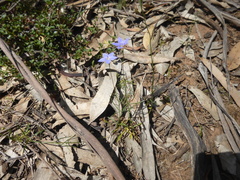 Wahlenbergia gymnoclada