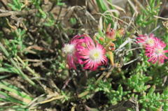 Delosperma multiflorum