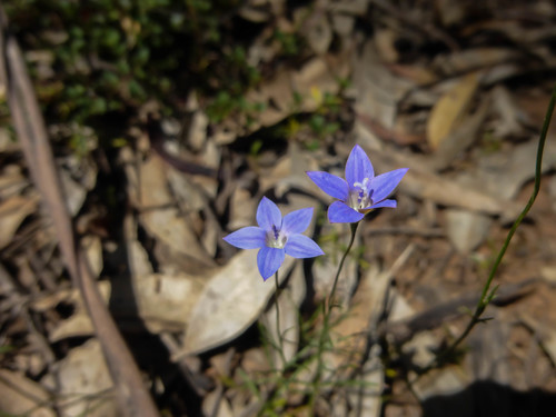 Wahlenbergia littoralis, photograph 4
