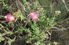 Delosperma multiflorum