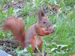 Sciurus vulgaris