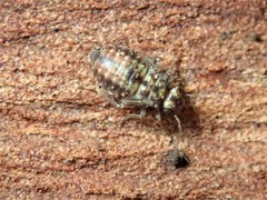 Nimbopsocus australis