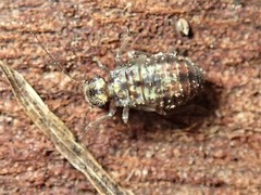 Nimbopsocus australis