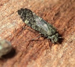 Nimbopsocus australis