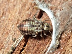 Nimbopsocus australis