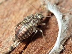Nimbopsocus australis